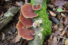 Daedaleopsis tricolor