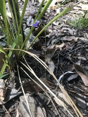 Utricularia dichotoma