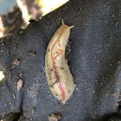 Triboniophorus graeffei