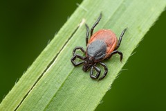 Ixodes ricinus