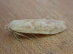 Blastobasis lacticolella