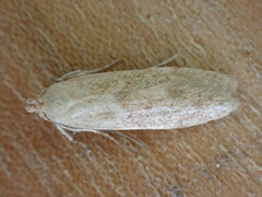 Blastobasis lacticolella