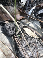 Utricularia dichotoma