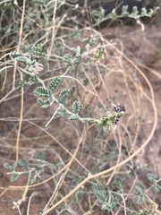 Dalea lanata