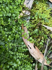 Asplenium flabellifolium