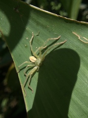 Olios