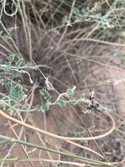 Dalea lanata