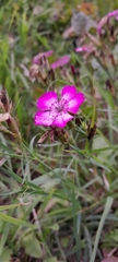 Dianthus seguieri