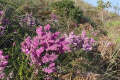 Erica chamissonis