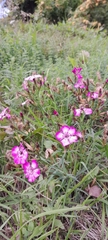 Dianthus seguieri