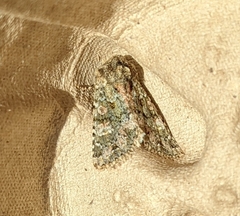 Polymixis lichenea