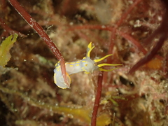 Polycera quadrilineata