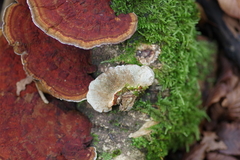 Daedaleopsis tricolor