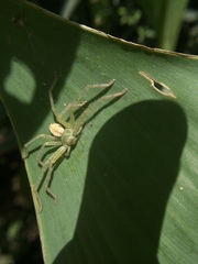 Olios