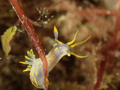 Polycera quadrilineata