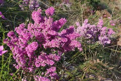 Erica chamissonis
