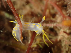 Polycera quadrilineata