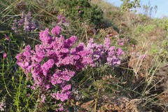 Erica chamissonis
