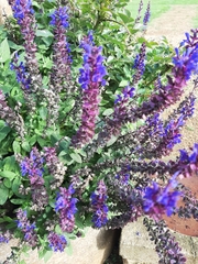 Salvia