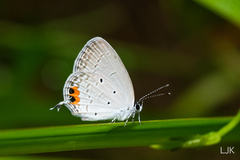 Everes lacturnus
