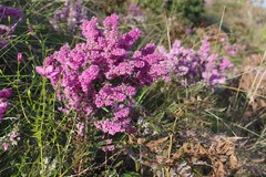 Erica chamissonis