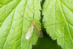Limonia phragmitidis
