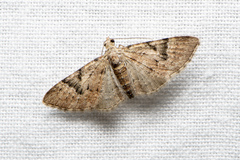 Mnesiloba eupitheciata