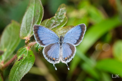 Everes lacturnus