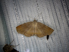 Mecodina nubiferalis