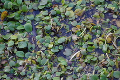 Limnobium laevigatum