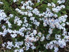 Myosotis graminifolia