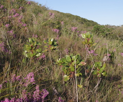 Protea cynaroides