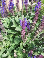 Salvia