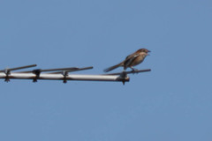 Lanius bucephalus