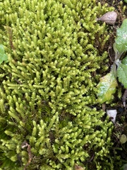 Ptychomnion aciculare