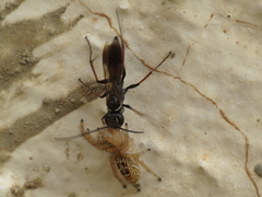 Agenioideus nubecula