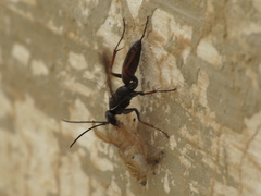 Agenioideus nubecula