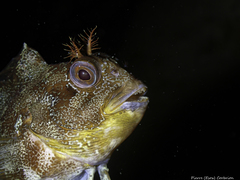 Parablennius gattorugine