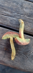 Xerocomellus chrysenteron