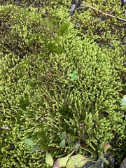 Ptychomnion aciculare