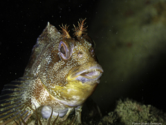 Parablennius gattorugine