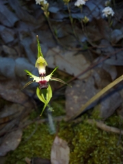 Caladenia parva