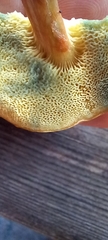 Xerocomellus chrysenteron