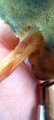 Xerocomellus chrysenteron
