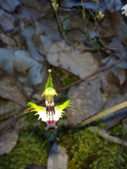 Caladenia parva