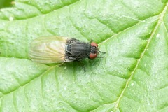 Minettia longipennis