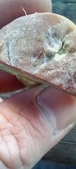Xerocomellus chrysenteron
