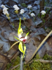Caladenia parva