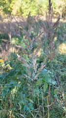 Calamagrostis epigejos