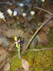 Caladenia parva